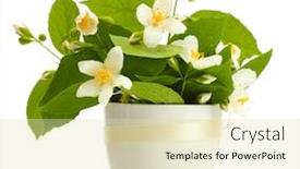  Presentation with jasmine - Beautiful theme featuring beautiful jasmine flowers in vase isolated on white backdrop and a soft green colored foreground
