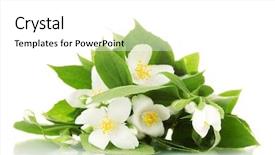  Presentation with jasmine flower - Slide deck enhanced with beautiful jasmine flowers with leaves background and a white colored foreground