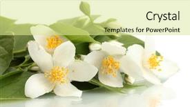  Presentation with jasmine - Colorful PPT theme enhanced with two homemade smiling pumpkins for halloween on wooden floor against white background with copyspace backdrop and a light gray colored foreground.