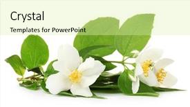  Presentation with jasmine flower - Colorful presentation enhanced with beautiful jasmine flowers with leaves backdrop and a blonde colored foreground