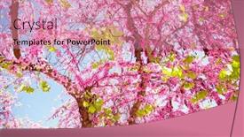  Presentation with pink sky - Slide set consisting of beautiful-judas-tree background and a coral colored foreground