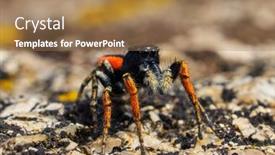  Presentation with spider - Amazing PPT theme having beautiful-jumping-spider-in-natural backdrop and a coral colored foreground