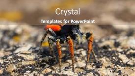  Presentation with spider - Theme consisting of beautiful-jumping-spider-in-natural background and a coral colored foreground