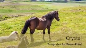  Presentation with free dream - Slides consisting of beautiful-kind-and-strong-icelandic background and a yellow colored foreground