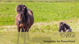  Presentation with free dream - Cool new theme with beautiful-kind-and-strong-icelandic backdrop and a yellow colored foreground
