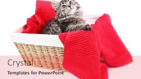  Presentation with wicker - Colorful PPT layouts enhanced with beautiful kitten in wicker basket isolated on white backdrop and a red colored foreground