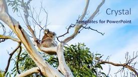  Presentation with australia - Cool new presentation design with beautiful-koala-bear-phascolarctos-cinereus backdrop and a light blue colored foreground