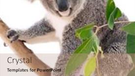  Presentation with australia - Presentation design having beautiful-koala-bear-phascolarctos-cinereus background and a coral colored foreground