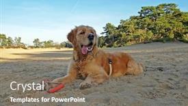 Presentation with beautiful nature - Beautiful slides featuring beautiful-labradoodle-at-the-nature backdrop and a violet colored foreground