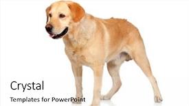  Presentation with technology in adult education - Audience pleasing presentation consisting of beautiful labrador retriever adult isolated backdrop and a white colored foreground