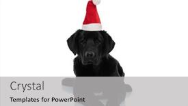  Presentation with dog christmas - Colorful presentation theme enhanced with beautiful-labrador-retriever-dog-laying backdrop and a light gray colored foreground