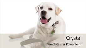  Presentation with leash - Beautiful presentation theme featuring beautiful labrador retriever dog lying backdrop and a soft green colored foreground
