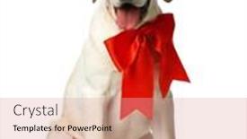  Presentation with red bow - Presentation design with beautiful labrador retriever with red bow isolated on white background background and a coral colored foreground