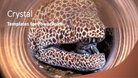  Presentation with seawater - Beautiful theme featuring beautiful-laced-moray-eel-peers backdrop and a coral colored foreground