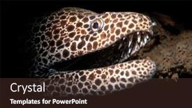  Presentation with seawater - Cool new theme with beautiful-laced-moray-eel-peers backdrop and a tawny brown colored foreground