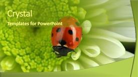  Presentation with flower beautiful lilac border - Amazing PPT layouts having beautiful ladybird on flower close backdrop and a gold colored foreground