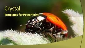  Presentation with flower beautiful lilac border - Amazing PPT layouts having beautiful-ladybug-on-flower backdrop and a wine colored foreground