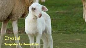  Presentation with next - Beautiful slide set featuring beautiful lamb next to its mother in the landscape backdrop and a tawny brown colored foreground