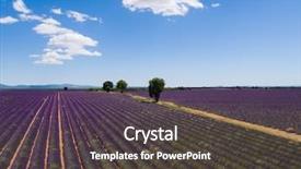  Presentation with horizon - Amazing theme having beautiful landscape of blooming lavender field with sunny sky lonely trees uphill on horizon provence france europe backdrop and a dark gray colored foreground