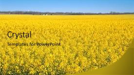  Presentation with rapeseed - Slides featuring beautiful landscape of rapeseed fields background and a  colored foreground