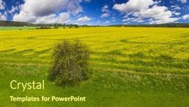  Presentation with pear - Presentation theme enhanced with beautiful-landscape-with-a-blooming background and a tawny brown colored foreground