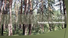  Presentation with pine forest - Presentation theme featuring beautiful-landscape-with-pinewood-forest background and a gray colored foreground