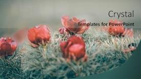  Presentation with transylvania - Slide set enhanced with beautiful-landscape-with-steppe-peonies background and a light gray colored foreground