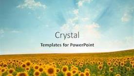  Presentation with sunflower - Presentation design consisting of beautiful landscape with sunflower field cloudy blue sky background and a light blue colored foreground