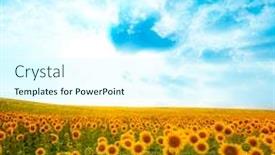  Presentation with sunflower - Theme featuring beautiful-landscape-with-sunflower-field background and a cool aqua colored foreground