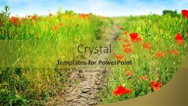  Presentation with poppies - PPT theme having beautiful landscape with wild red poppies on summer day background and a gold colored foreground