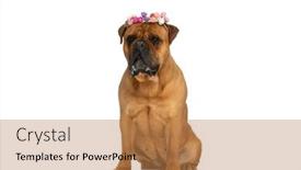  Presentation with white flowers - Presentation theme with beautiful-large-bullmastiff-dog background and a coral colored foreground