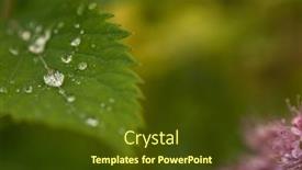  Presentation with dew drop - Slide set enhanced with beautiful-large-drop-morning-dew background and a  colored foreground