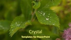  Presentation with dew drop - Presentation with beautiful-large-drop-morning-dew background and a tawny brown colored foreground