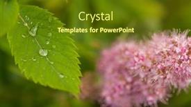  Presentation with dew drop - Presentation theme with beautiful-large-drop-morning-dew background and a tawny brown colored foreground