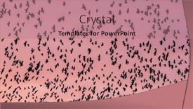  Presentation with pink sky - Audience pleasing slides consisting of beautiful-large-flock-of-birds backdrop and a coral colored foreground