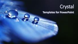  Presentation with blue drops - Amazing presentation theme having beautiful large water dew drops backdrop and a wine colored foreground