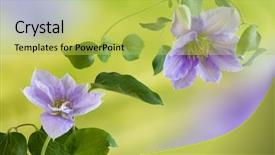  Presentation with lavender flowers - Presentation design featuring beautiful lavender coloured clematis flowers background and a yellow colored foreground