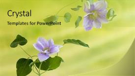  Presentation with clematis - Colorful slide set enhanced with beautiful lavender coloured clematis flowers backdrop and a yellow colored foreground