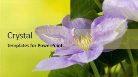  Presentation with clematis - Colorful theme enhanced with beautiful lavender coloured clematis flowers backdrop and a yellow colored foreground