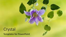  Presentation with lavender flowers - PPT theme having beautiful lavender coloured clematis flowers background and a yellow colored foreground