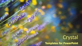  Presentation with beautiful spring flowers - Cool new presentation design with beautiful-lavender-field-soft-focus backdrop and a tawny brown colored foreground