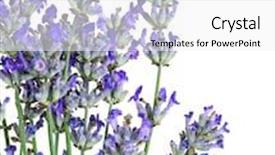  Presentation with lavender - Amazing slides having beautiful lavender on white background backdrop and a white colored foreground