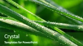  Presentation with dew - PPT theme consisting of beautiful leaf macro morning covered it by tiny drops of dew shallow dof background and a forest green colored foreground