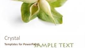  Presentation with rose flower - Colorful presentation theme enhanced with beautiful light flower christmas rose against white background backdrop and a cream colored foreground