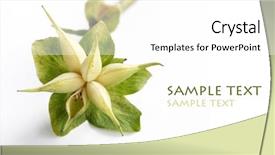  Presentation with beautiful floral border flower design - Colorful theme enhanced with beautiful light flower christmas rose backdrop and a  colored foreground