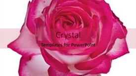  Presentation with color pink - 