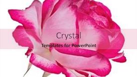  Presentation with color pink - Presentation theme featuring beautiful-light-pink-color-rose background and a coral colored foreground