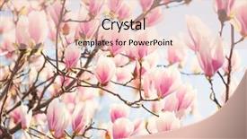  Presentation with light pink - Beautiful slides featuring beautiful light pink magnolia flowers backdrop and a lemonade colored foreground