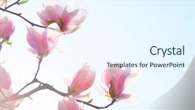  Presentation with magnolia - Presentation design having beautiful light pink magnolia flowers background and a sky blue colored foreground