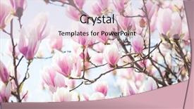  Presentation with bud - Audience pleasing theme consisting of beautiful light pink magnolia flowers backdrop and a lemonade colored foreground